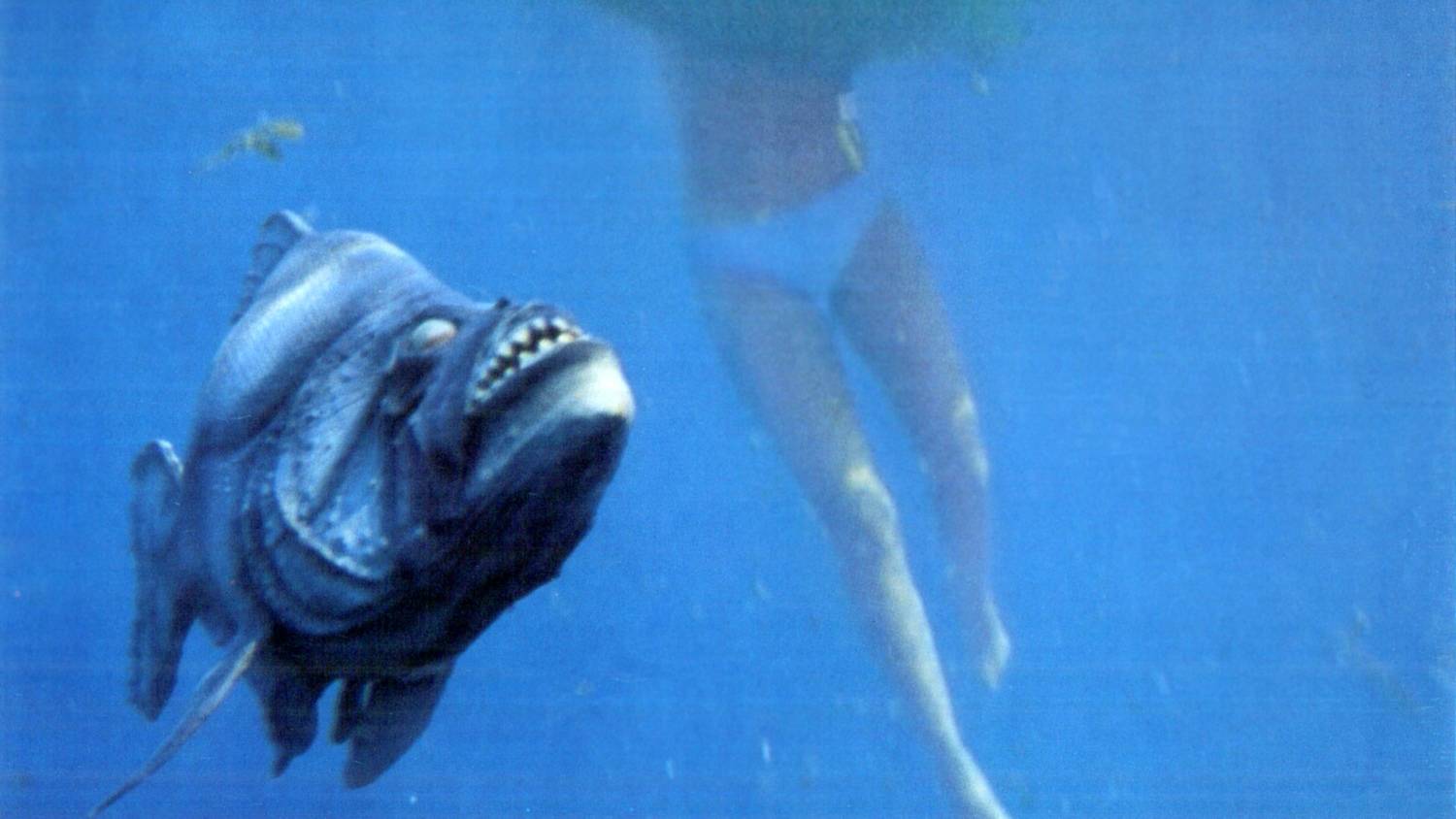 A piranha attacks